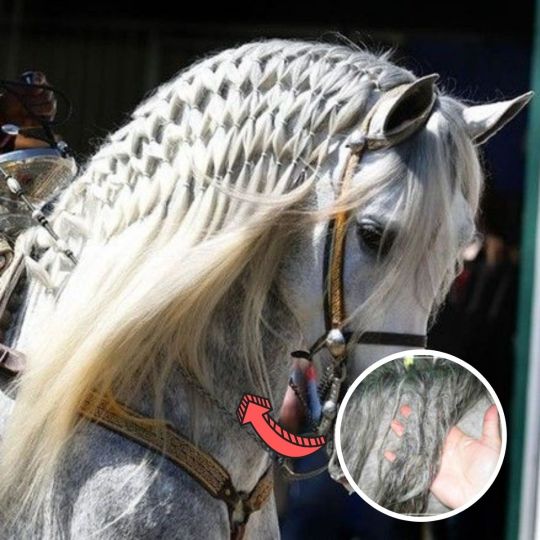 ✨LAST DAY 55% OFF🐎- Horse mane and tail tangling care
